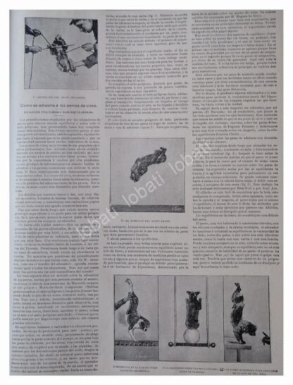 NOTA PRENSA ANTIGUA. ADIESTRAMIENTO DE PERROS 1896 - Image 2