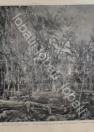 GRABADO ANTIGUO 1895 BOSQUE DE CHAPULTEPEC /LDM