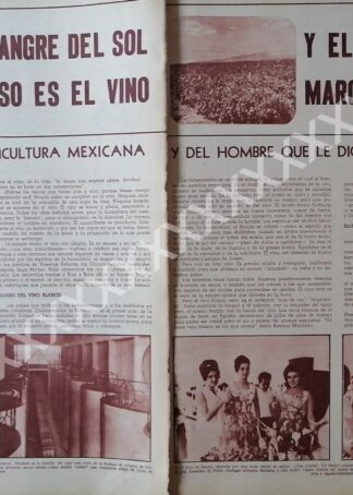 NOTA PRENSA ANTIGUA 1967 VIÑEDOS SAN MARCOS